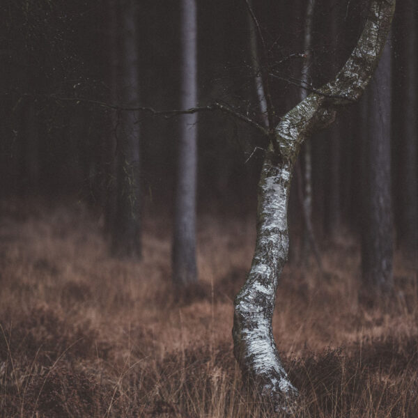 annie-spratt-484374 annie-spratt-484374